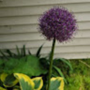 Meet your Posher, Leann